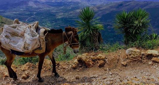 What To Look For When Purchasing Haitian Art